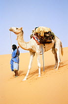 Nomad desert guide with camel, central Mauritania, 2004.