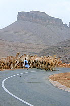 Man herding camels on the road to market in Atar, Mauritania, 2005.