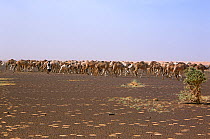 Nomadic men with camels searching for new pasture, central Mauritania, 2004.