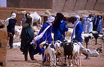 Tuareg traders and goats  at market, Agadez, Niger, 2005.