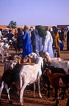 Traders selling goats, Agadez cattle market, Niger, 2005.