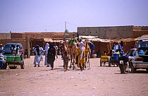 Traders selling camels, Agadez cattle market, Niger, 2005.