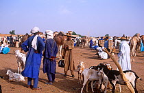 Traders selling goats and camels, Agadez cattle market, Niger, 2005.