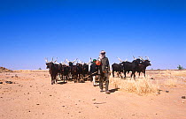 Peul / Fula cattle herders on the way to market in Agadez, Niger, 2005.