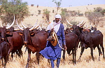 Peul / Fula cattle herder on the way to market in Agadez, Niger, 2005.