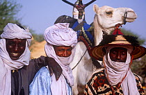 Men watching with camel watching traditional Peul / Fula ceremony, Ngarawal Fuduk, near Agadez, Niger, 2005.