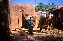 Hausa trader delivering goods by camel, Mirriah, southern Niger, 2005.