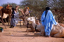 Peul / Fula people with camels, Ngarawal Fuduk, near Agadez, Niger 2005.