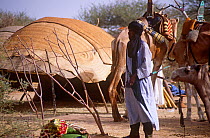 Peul / Fula man with camels, Ngarawal Fuduk, near Agadez, Niger 2005.