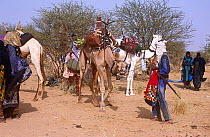 Peul / Fula people with camels at Ngarawal Fuduk near Agadez, Niger, 2005.