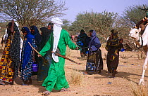 Peul / Fula people walking, one man leading camel. Ngarawal Fuduk near Agadez, Niger, 2005.