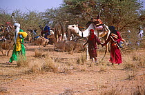 Peul / Fula people and camels, Ngarawal Fuduk near Agadez, Niger, 2005.