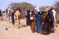 Peul / Fula people gathered with camels, Ngarawal Fuduk near Agadez, Niger, 2005.
