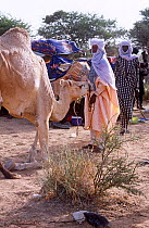 Peul / Fula man with kneeling camel, Ngarawal Fuduk near Agadez, Niger, 2005.