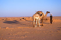 Guide with camels in northern Niger, 2005.