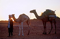 Guide and camels in northern Niger, 2005.