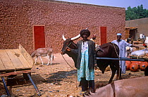 Market trader with ox cart, Mirriah market, southern Niger, 2005.