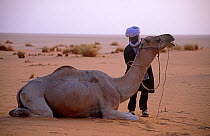 Guide and camel in the Sahara, Niger, 2005.