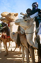 Tuareg camels and riders at the Iferouane festival, central Niger, 2005.