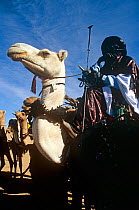 Tuareg camel rider wearing sunglasses at the Iferouane festival, central Niger, 2005.