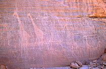 Ancient rock engravings of giraffes, thought to be at least 8000 years old. Northern Niger, 2005.