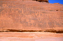 Ancient rock engravings of human and animal figures, thought to be at least 8000 years old. Northern Niger, 2005.
