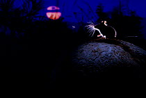 Deer mouse (Peromyscus maniculatus) on giant puffball mushroom, watching mosquito in the moonlight. Blackfoot Valley, Western Montana, USA, July. Winner of the Mammals category, Wildlife Photographer...