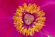 Common peony (Paeonia officinalis) close up of stamens and stigma,  Monti Sibillini National Park, Italy, May.