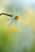 Poet's Daffodil (Narcissus poeticus) on the Piano Grande, Monti Sibillini National Park, Italy, May.