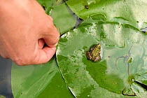 Pool frog (Rana lessonae) on lilypad next to hand, Peene river, Anklam, Germany, August.