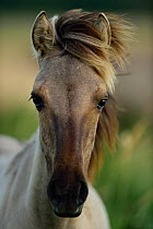 Wild Konik horse portrait, Odry delta reserve, Stepnica, Poland, July.