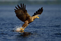 White tailed sea eagle (Haliaeetus albicilla) fishing, Oder river delta rewilding area, Stettiner Haff, on the border between Germany and Poland, July.