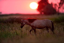 Wild Konik horse walking through meadow at sunset, Odry delta reserve, Stepnica, Poland, July.