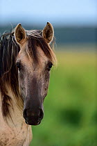 Wild Konik horse portrait, Odry delta reserve, Stepnica, Poland, July.