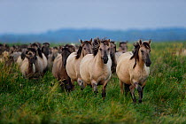 Wild Konik horse herd, Odry delta reserve, Stepnica, Poland, July.
