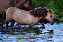 Young wild Konik horse walking through water, Odry delta reserve, Stepnica, Poland, July.