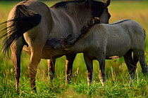 Wild Konik horses, mare and foal suckling. Odry delta reserve, Stepnica, Poland, July.