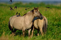 Wild Konik horses with Starlings (Sturnus vulgaris) Odry delta reserve, Stepnica, Poland, July.