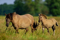 Wild Konik horses, mare and foal. Odry delta reserve, Stepnica, Poland, July.