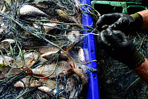 Fisherman untangling net with catch, Stettiner Haff lagoon, Stepnica, Poland, July 2014.