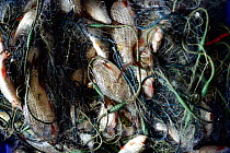 Fish caught in net, Stettiner Haff lagoon, Stepnica, Poland.