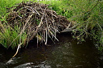 Beaver (Castor fiber) lodge, Peene river, Anklam, Germany, June.