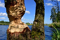Tree trunk gnawed by Beaver (Castor fiber) Peene river, Anklam, Germany, June.
