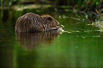 Beaver (Castor fiber) feeding in water, Peene river, Anklam, Germany, June.