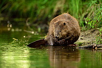 Beaver (Castor fiber) feeding at edge of water, Peene river, Anklam, Germany, June.