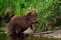 Beaver (Castor fiber) feeding, Peene river, Anklam, Germany, June.