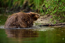 Beaver (Castor fiber) shaking coat dry at edge of water, Peene river, Anklam, Germany, June.