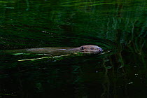 Beaver (Castor fiber) swimming, Peene river, Anklam, Germany, June.