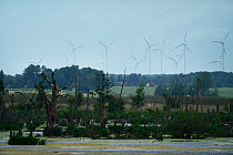 Breeding habitat of Great cormorant (Phalacrocorax carbo) with wind turbines visible beyond. Anklamer Stadtbruch, Peene valley, Anklam, Germany, June 2014.