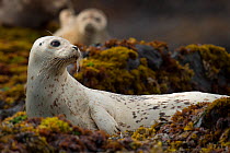 Harbour seal (Phoca vitulina) resting on shore, Tofino, Clayoquot Sound, British Columbia, Canada, North America